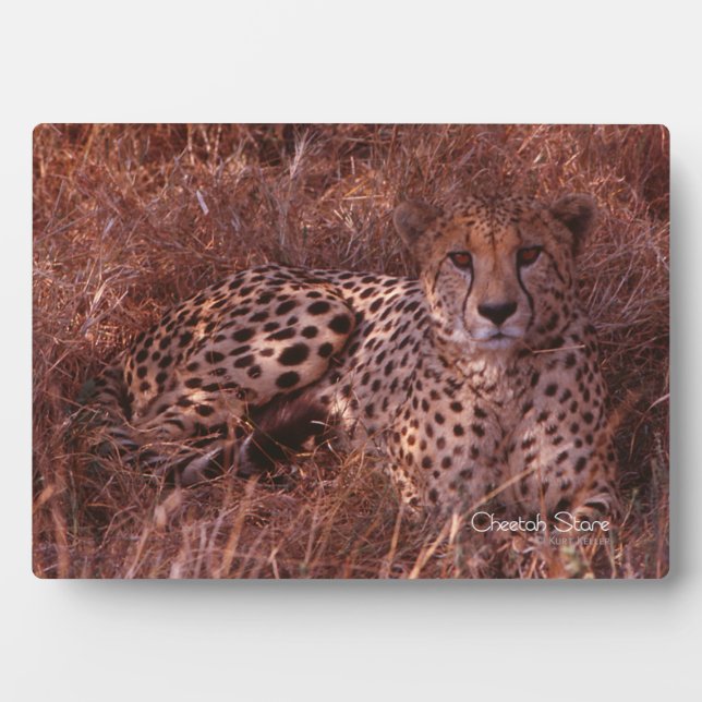 Cheetah Stare Plaque (Front)