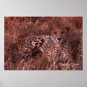 Cheetah Stare Poster