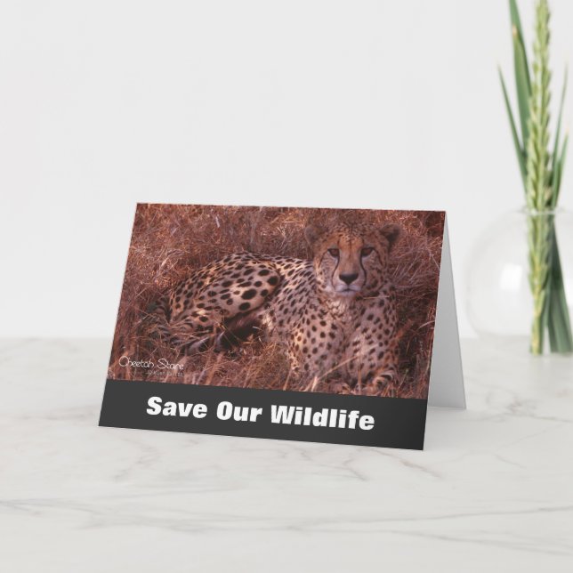 Cheetah Stare, Save Our Wildlife Greeting Card (Front)