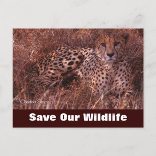 Cheetah Stare, Save Our Wildlife Postcard
