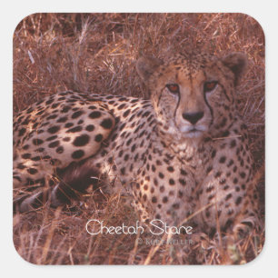 Cheetah Stare Square Sticker