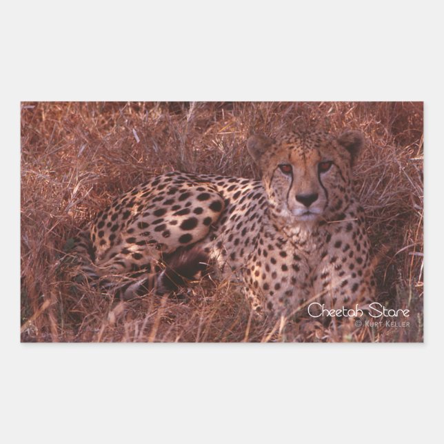 Cheetah Stare Sticker (Front)