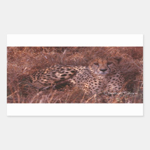 Cheetah Stare Sticker