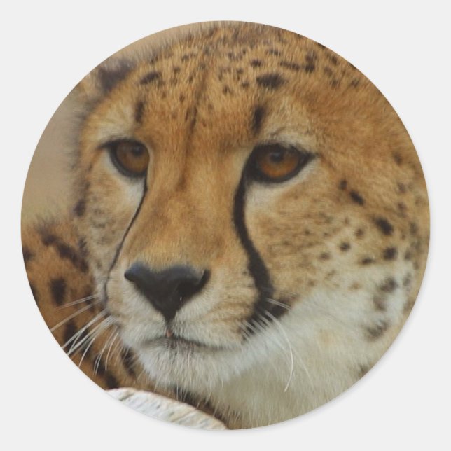 Cheetah Sticker (Front)