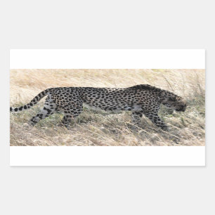 Cheetah Sticker 1