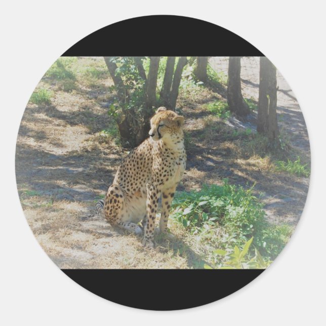 Cheetah stickers (Front)