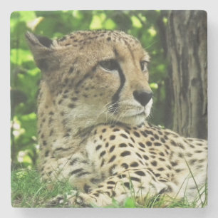Cheetah Stone Coaster