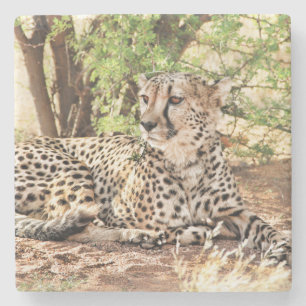 Cheetah Stone Coaster