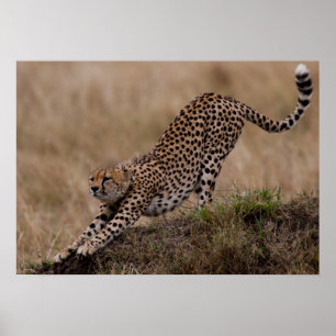 Cheetah Stretch Poster