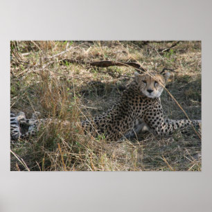 cheetah stretch poster