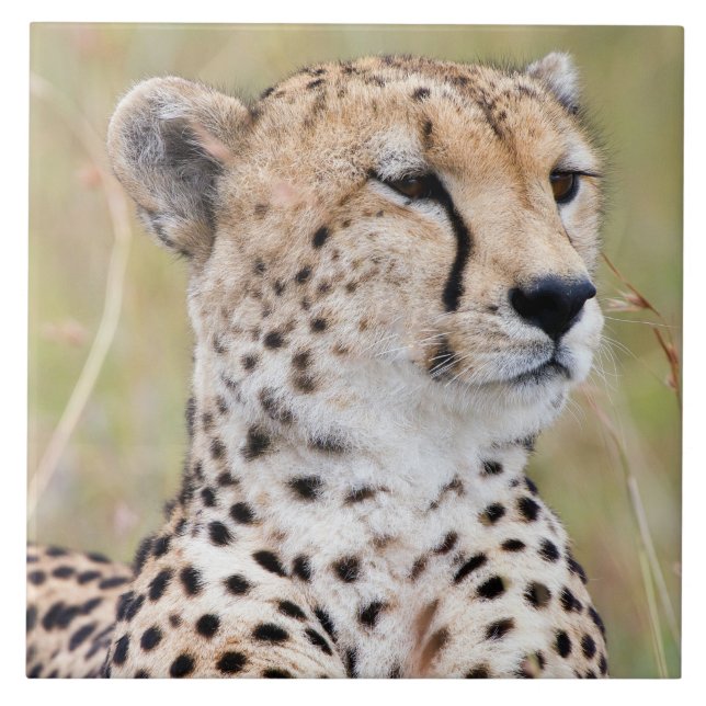 Cheetah Tile (Front)