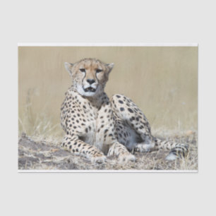 Cheetah Tissue Paper