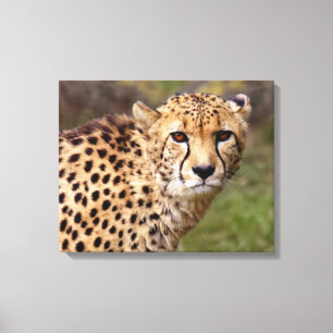 Cheetah Wrapped Canvas Print