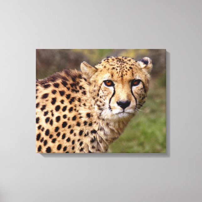 Cheetah Wrapped Canvas Print (Front)