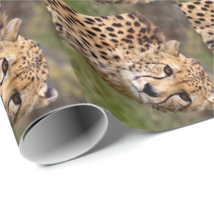 Cheetah Wrapping Paper