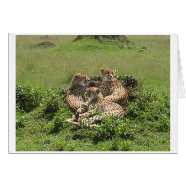 Cheetahs (Devant horizontal)