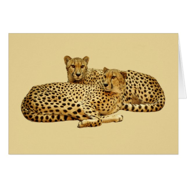 Cheetahs (Front Horizontal)