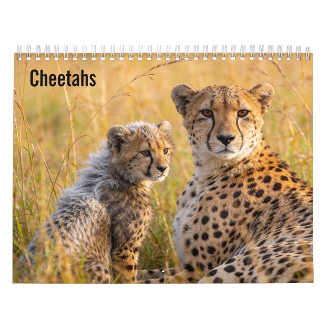 Cheetahs 2027 Wall calendar (Cover)