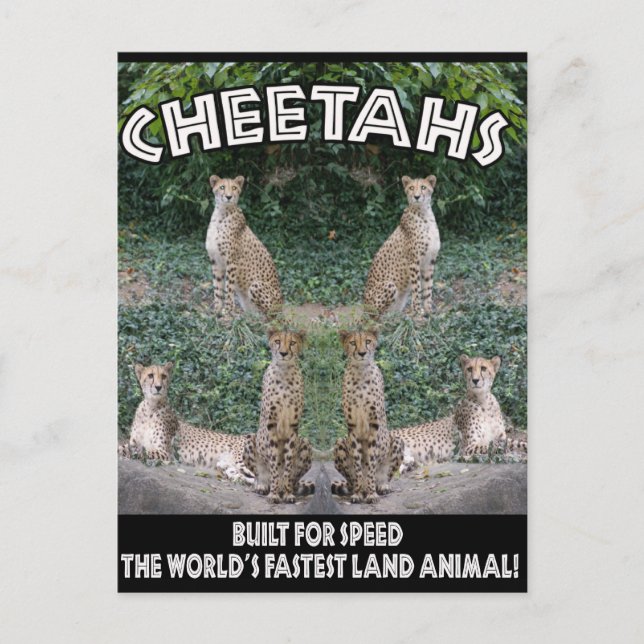 CHEETAHS - BUILT FOR SPEED POSTCARD (Front)