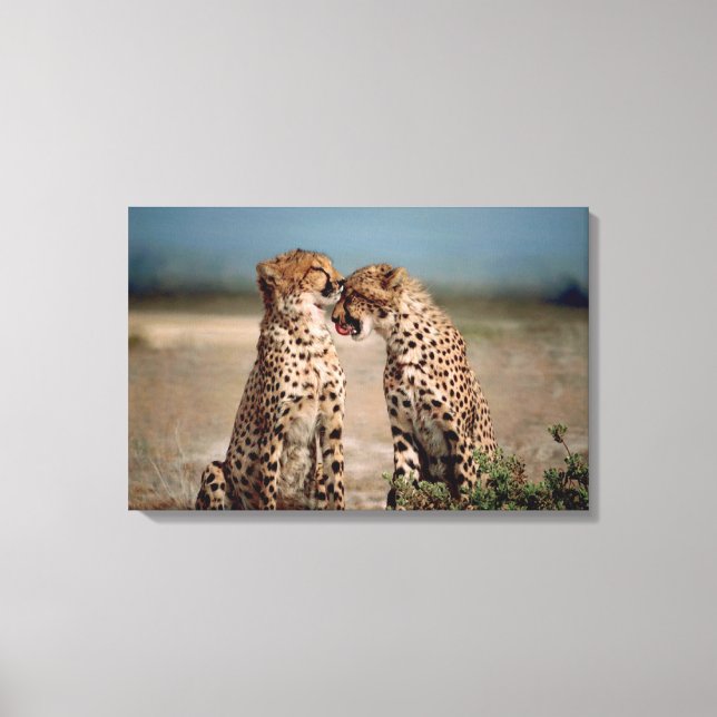 Cheetahs Canvas Print (Front)