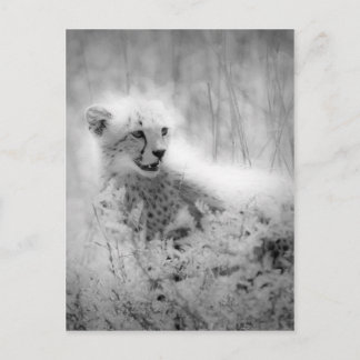 Cheetah's cub postcard