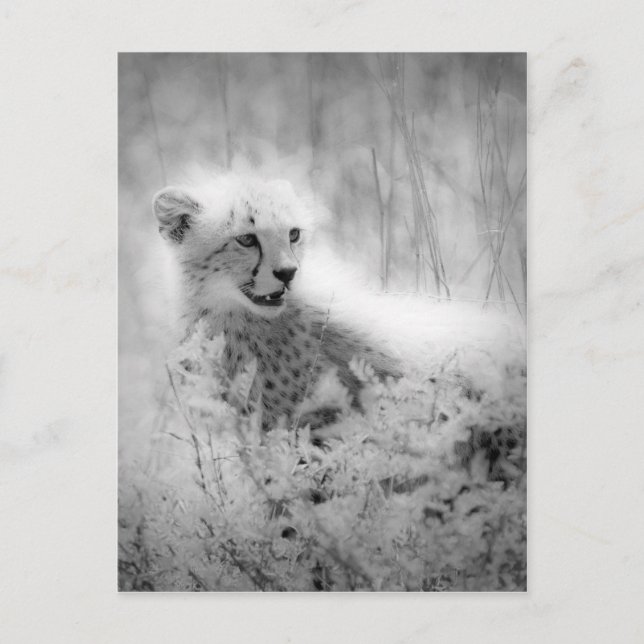 Cheetah's cub postcard (Front)