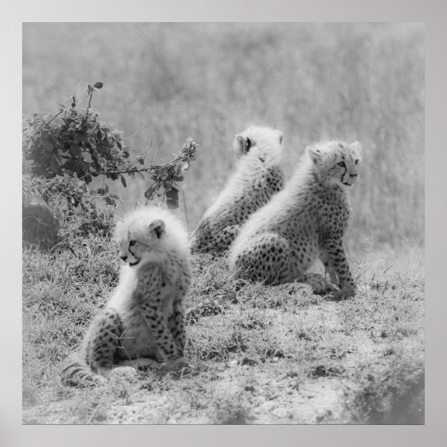 Cheetah's cubs poster (Front)