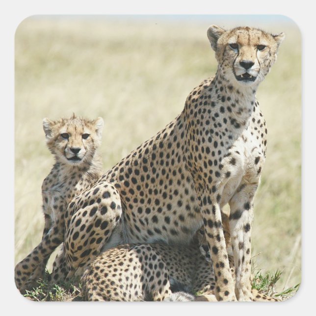 Cheetahs du Zimbabwe, Safari sur Stickers Display (Devant)