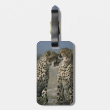 Cheetahs in Love