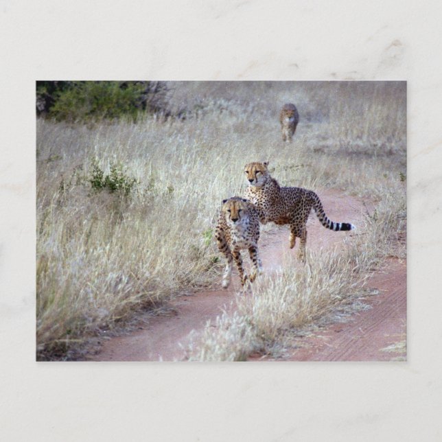 Cheetahs in Namibia Postcard (Front)