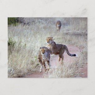 Cheetahs in Namibia Postcard