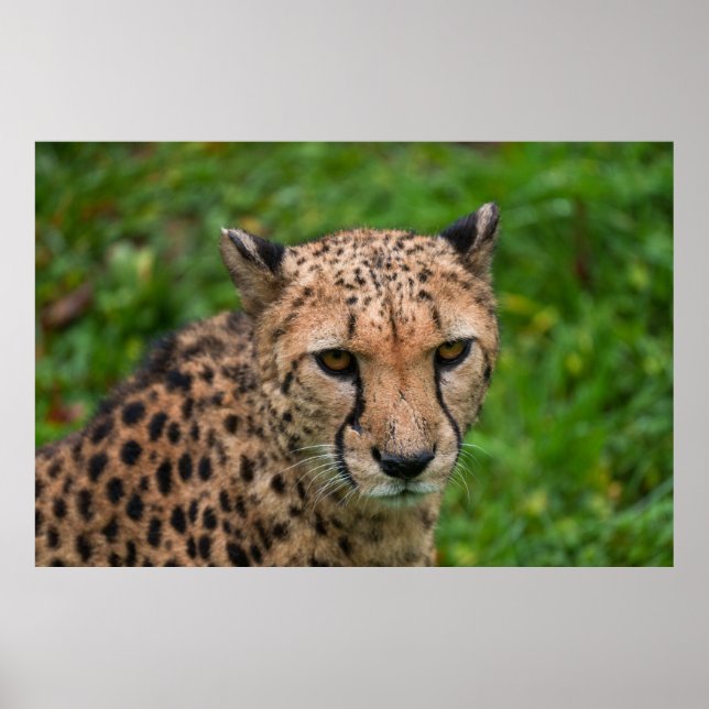 Cheetah's Intense Gaze Poster (Front)