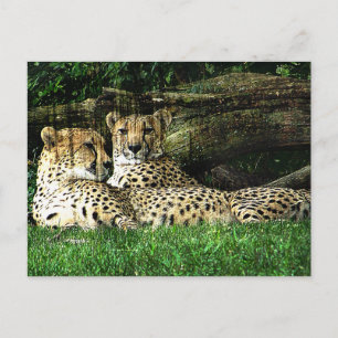 Cheetahs Lounging Grunge Postcard