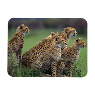 Cheetahs Magnet