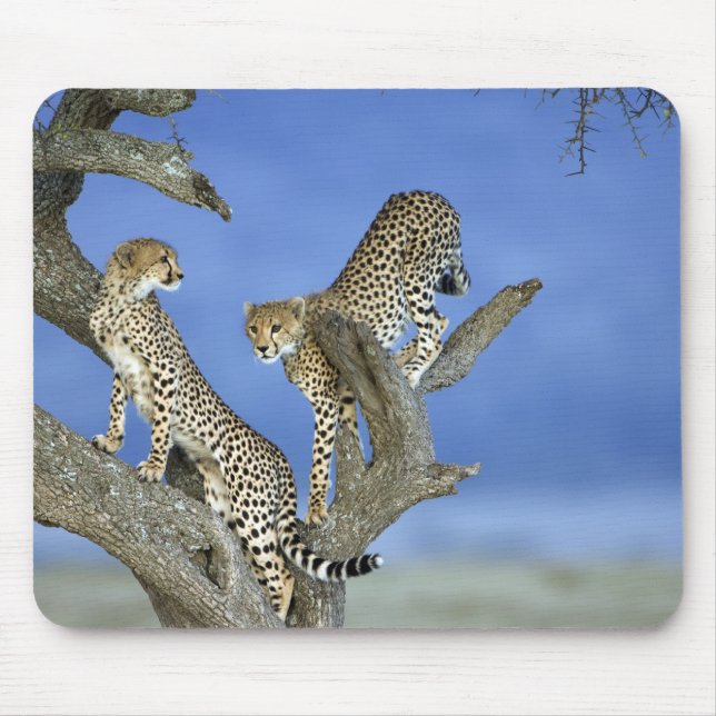 Cheetahs Mouse Pad (Front)