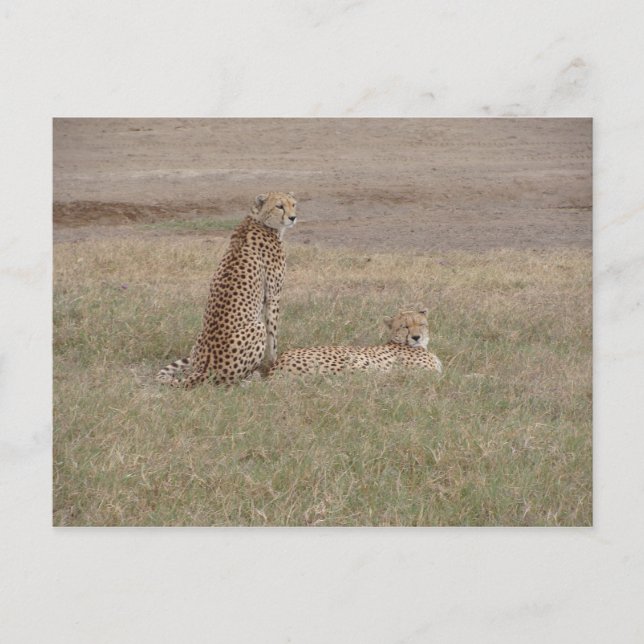 Cheetahs-Ngorongoro Crater Postcard (Front)