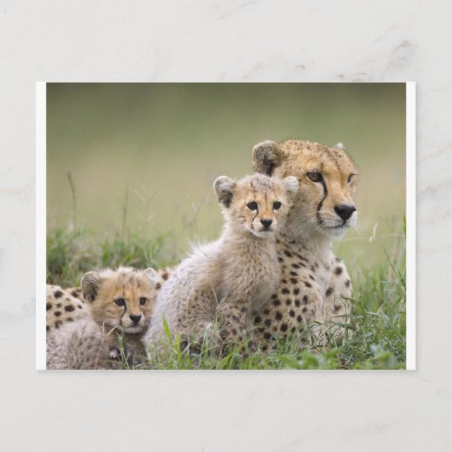 Cheetahs Prospering Postcard (Front)