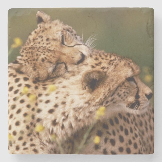Cheetahs Stone Coaster (Front)