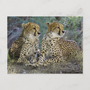Cheetas Postcard