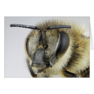 Chef d'abeille