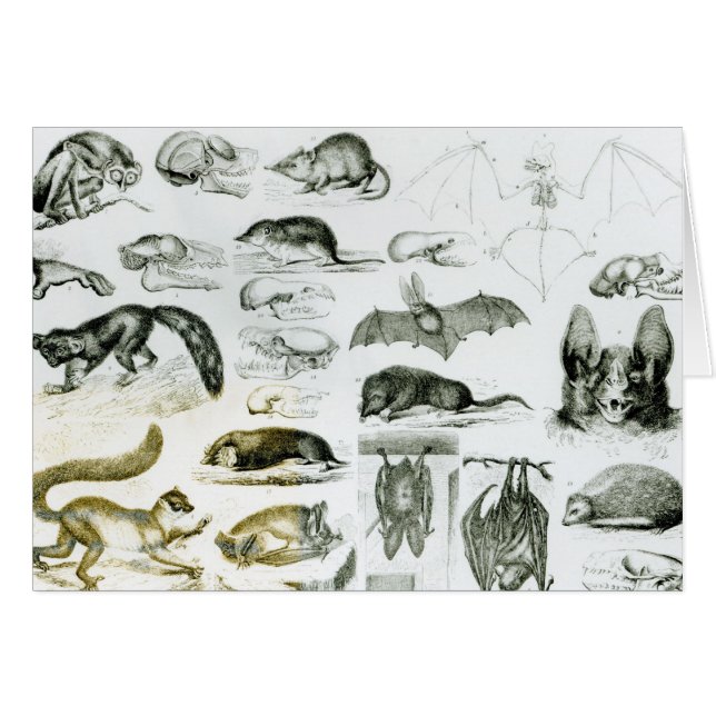 Cheiroptera, Insectivora (Devant horizontal)