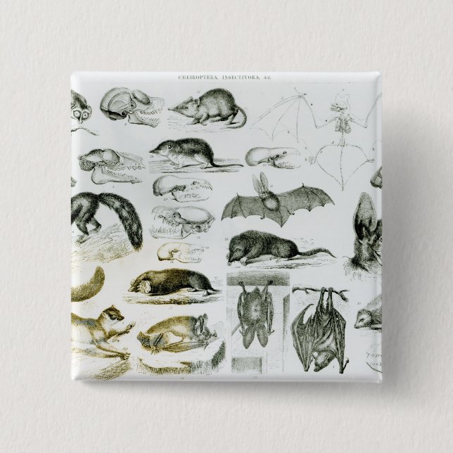 Cheiroptera, Insectivora 2 Inch Square Button (Front)