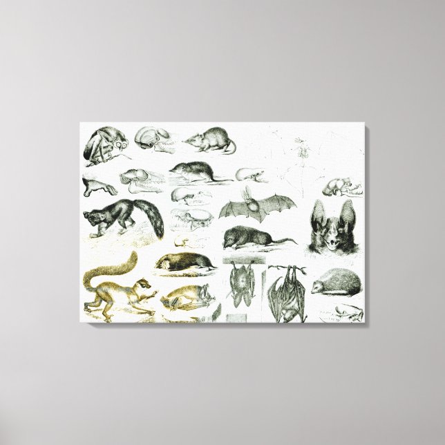 Cheiroptera, Insectivora Canvas Print (Front)