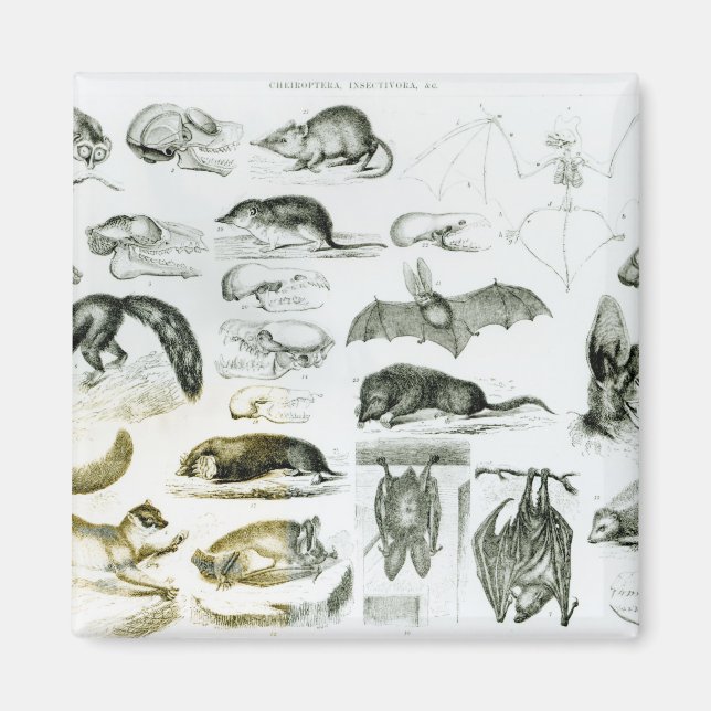 Cheiroptera, Insectivora Magnet (Front)