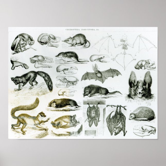 Cheiroptera, Insectivora Poster (Front)