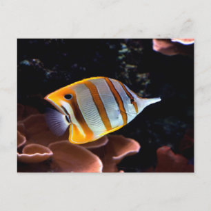 Chelmon rostratus postcard