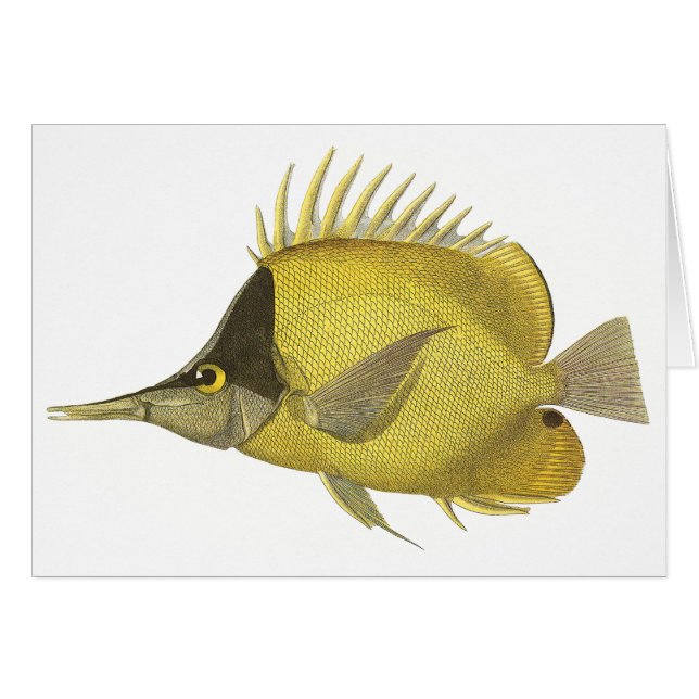 Chelmon Tropical Jaune Longirostris, Poisson Vinta (Devant horizontal)