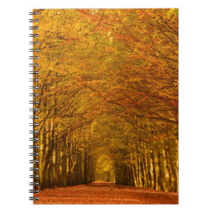 Chemin de marche à travers la forêt dans le carnet
