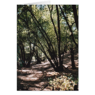 Chemin Dry Creek