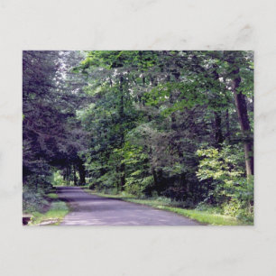 Chemin forestier - carte postale